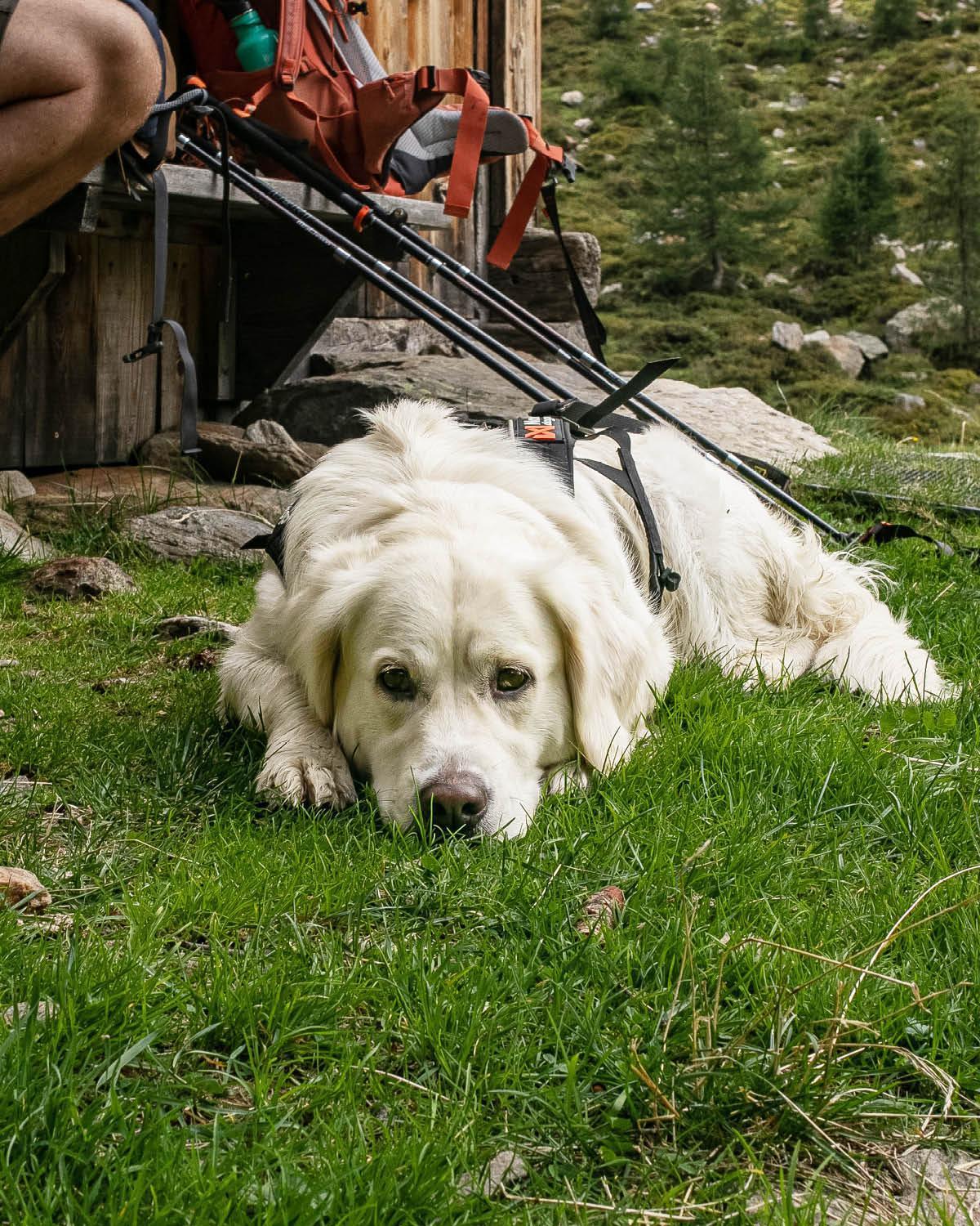 נידראו Alpine Collection Wildschoenau Am Paraglidinglandeplatz Markbachjoch, Naehe Skiwelt Wilder Kaiser - Brixental מראה חיצוני תמונה